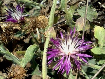 Centaurea aspera / Fiordaliso ispido